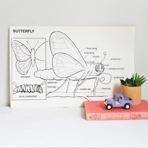 Vintage School Chart, Butterfly School Chart, Original Vintage School Poster, Butterfly Anatomy Chart, Bugs and Insects Chart, 1989 image 1