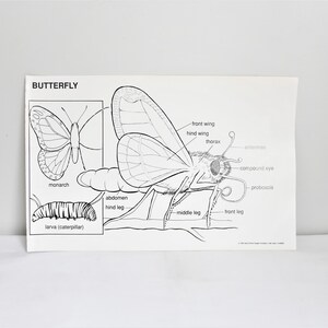 Vintage School Chart, Butterfly School Chart, Original Vintage School Poster, Butterfly Anatomy Chart, Bugs and Insects Chart, 1989 image 2