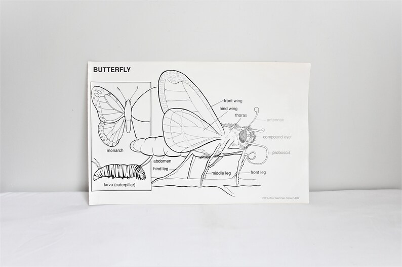 Vintage School Chart, Butterfly School Chart, Original Vintage School Poster, Butterfly Anatomy Chart, Bugs and Insects Chart, 1989 image 2