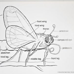 Vintage School Chart, Butterfly School Chart, Original Vintage School Poster, Butterfly Anatomy Chart, Bugs and Insects Chart, 1989 image 4