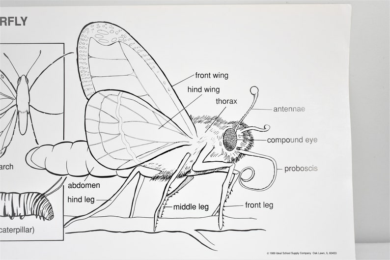 Vintage School Chart, Butterfly School Chart, Original Vintage School Poster, Butterfly Anatomy Chart, Bugs and Insects Chart, 1989 image 4