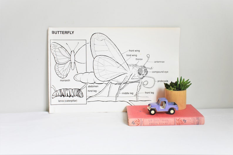 Vintage School Chart, Butterfly School Chart, Original Vintage School Poster, Butterfly Anatomy Chart, Bugs and Insects Chart, 1989 image 1