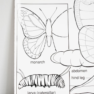 Vintage School Chart, Butterfly School Chart, Original Vintage School Poster, Butterfly Anatomy Chart, Bugs and Insects Chart, 1989 image 3