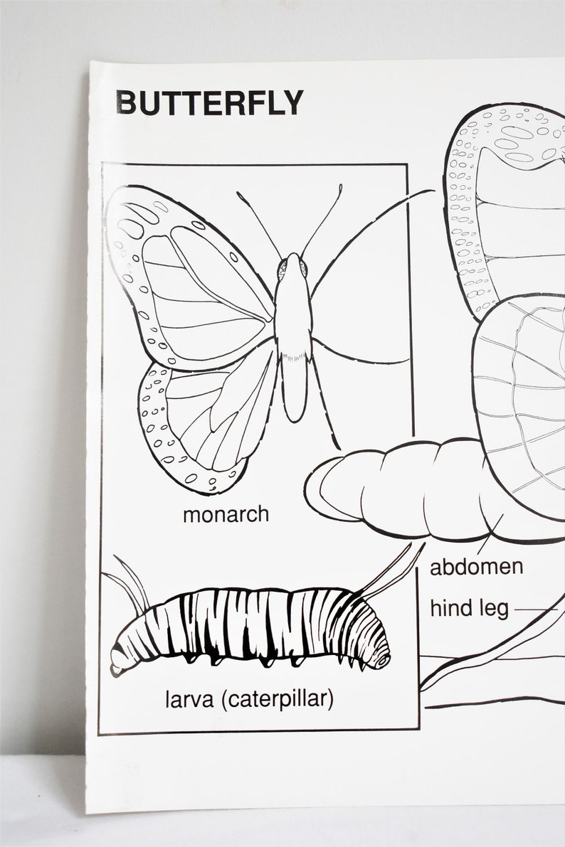 Vintage School Chart, Butterfly School Chart, Original Vintage School Poster, Butterfly Anatomy Chart, Bugs and Insects Chart, 1989 image 3