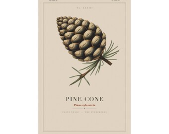Pine Cone Print, Vintage Botanical Wall Art, Evergreen Winter Specimen Plate, Cabin Decor, Woodland Nature Poster