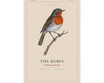 Robin Print, Vintage Bird Wall Art, Winter Bird Specimen Plate, Christmas Robin Poster, Cottagecore Nature Decor