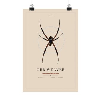 Vintage Orb Weaver Spider Print photo 2