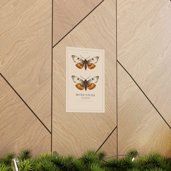 Vintage Moth Study Print photo 5