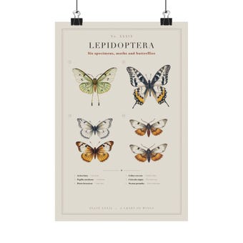 Butterfly & Moth Chart Print photo 2