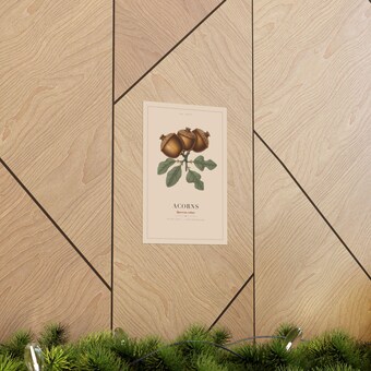 Vintage Acorn Botanical Print photo 5
