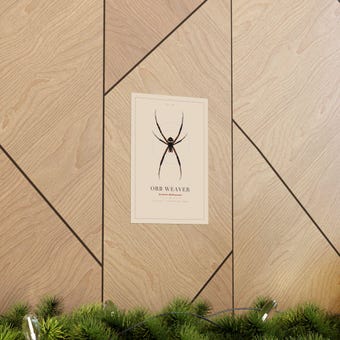 Vintage Orb Weaver Spider Print photo 5