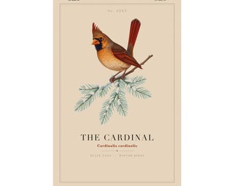 Cardinal Print, Vintage Bird Wall Art, Cardinal on Snowy Pine Specimen Plate, Christmas Bird Poster, Nature Decor