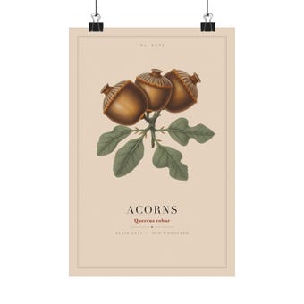 Vintage Acorn Botanical Print photo 2