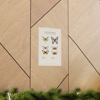 Butterfly & Moth Chart Print photo 5