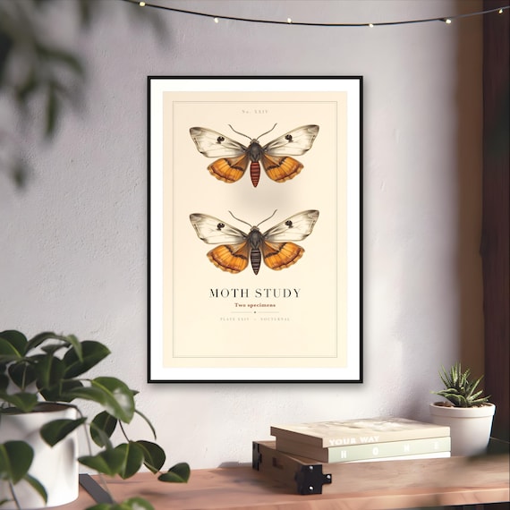 Vintage Moth Study Print — art print by WedgeAtelier