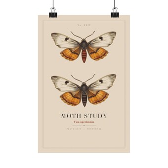 Vintage Moth Study Print photo 2