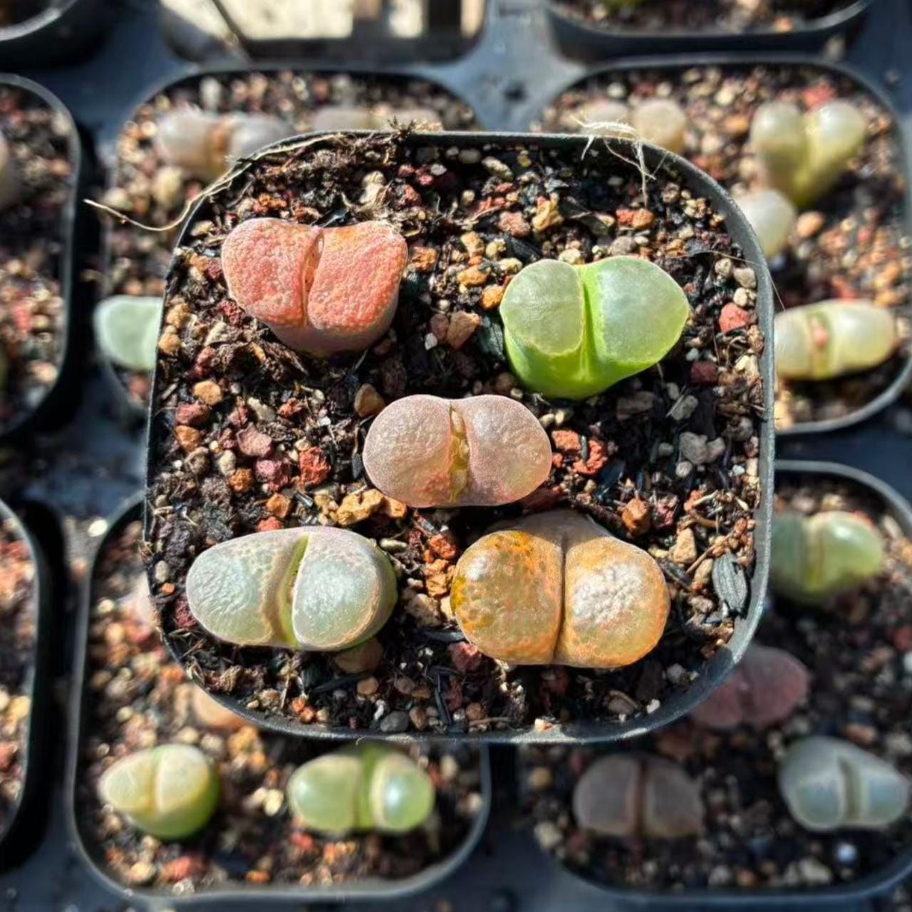 Conophytum pageae - Etsy 日本