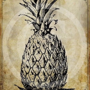 Puede incluir: Una ilustración vintage en blanco y negro de una piña sobre un fondo marrón texturizado. La imagen tiene el texto "2015 Star Mountain Primitives" en la parte superior e inferior.