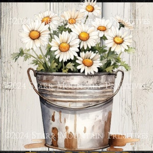Peut inclure: Un seau en métal rustique rempli d'un bouquet de marguerites blanches avec des centres jaunes. Le seau est posé sur un fond en bois blanc avec le texte "FRESH PICKED DAISIES" en lettres dorées.