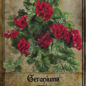 Primitive Geranie Geranien Blume Druck Zeichen Jpeg digitale Bild Feedsack Logo für Kissen Etiketten hängen Stichwörter Magnete Ornies