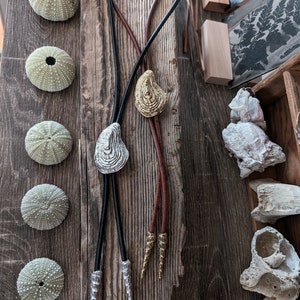 May include: Two leather bolo ties with shell-shaped pendants. One tie has a gold-colored pendant and the other has a silver-colored pendant. The ties are displayed on a wooden surface with sea urchins.