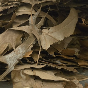May include: A dense pile of dried, brown oak leaves with characteristic lobed edges. The leaves are brittle, overlapping in various orientations, and display a range of earthy tan and dark brown tones with visible veins and jagged leaf margins.