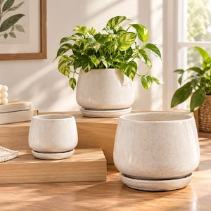 May include: Three off-white ceramic plant pots with matching saucers, featuring a subtle speckled texture. One pot contains a vibrant green and yellow variegated pothos plant, while the other two pots are empty and displayed in different sizes.