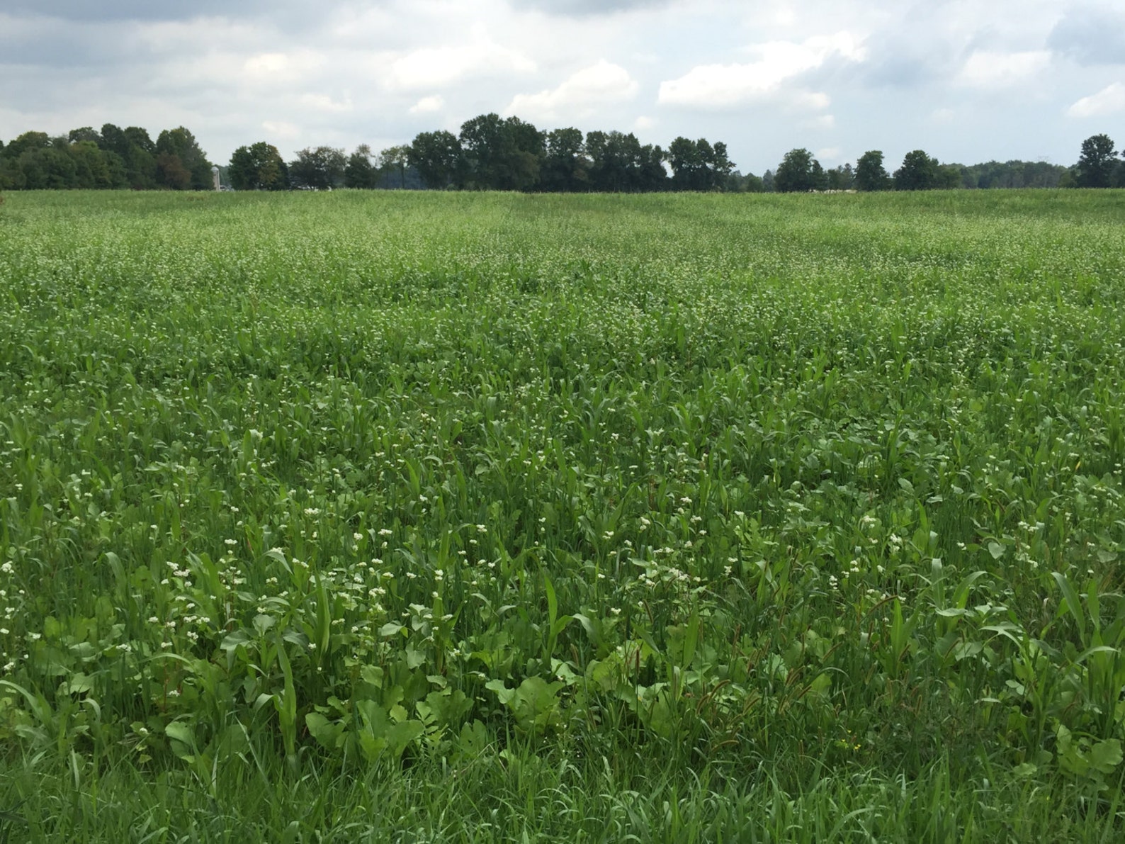 Buckwheat Honey Ohio Rich and Dark Etsy