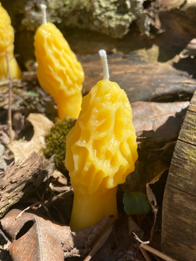 Morel Mushroom Beeswax Novelty Candle Ohio Beekeeper Made Etsy
