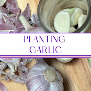 Planting German Extra Hardy Hardneck Garlic Bulbs for Cooking or Planting.