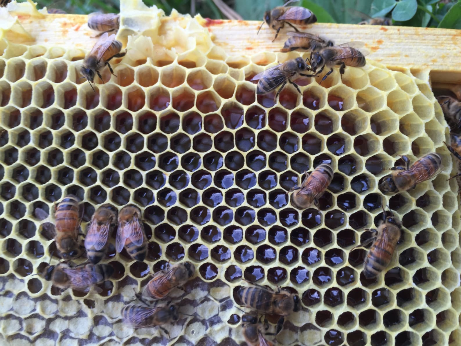 Buckwheat Honey Ohio Rich and Dark Etsy