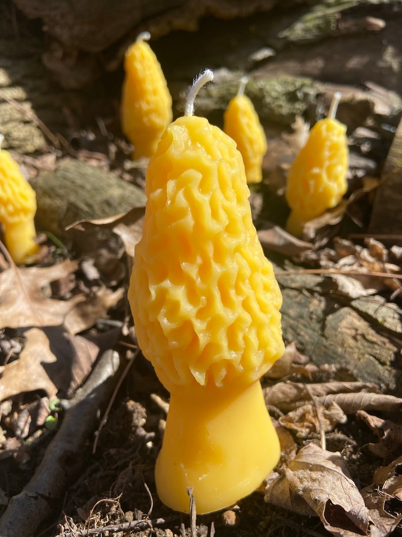 Morel Mushroom Beeswax Novelty Candle Ohio Beekeeper Made Etsy