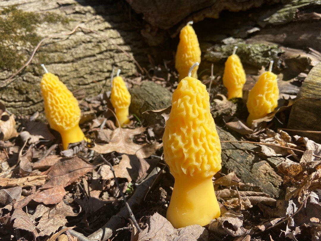 Morel Mushroom Beeswax Novelty Candle Ohio Beekeeper Made Etsy