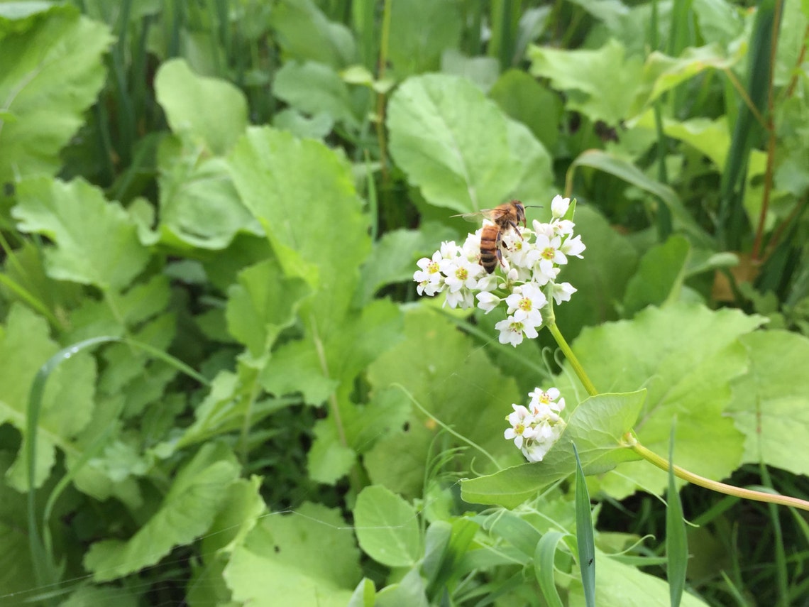 Buckwheat Honey Ohio Rich and Dark Etsy