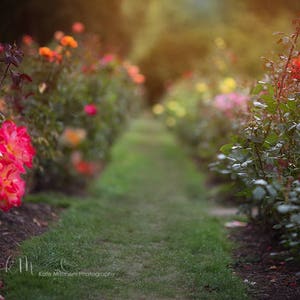 Digital Backdrop | Digital Background of rose garden pathway.