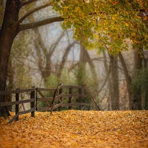 May include: A wooden fence with a gate in the foreground, surrounded by a field of fallen autumn leaves. A large tree with yellow and green leaves hangs over the scene.