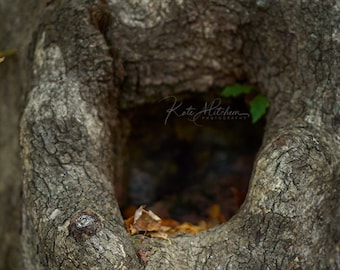 Digital background of nest for newborn photo