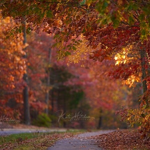 Digital Background of Fall Pathway