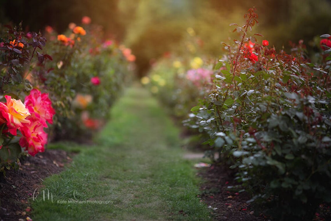 Digital Backdrop Digital Background of Rose Garden Pathway. Etsy