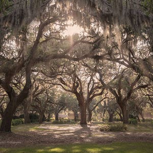 Digital Background of Mossy Oaks in Southern Plantation walkway.