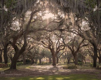 Digital Background of Mossy Oaks in Southern Plantation walkway.