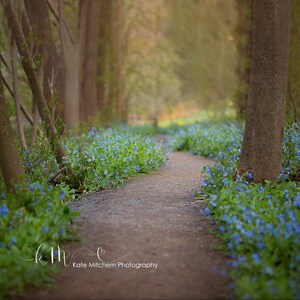 Digital Backdrop of Bluebell Pathway