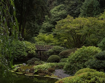 May include: A wooden bridge over a pond in a lush green forest setting. The pond is surrounded by trees and bushes, creating a serene and tranquil atmosphere.