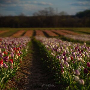 Digital Spring Background