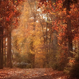 Könnte beinhalten: Ein Weg durch einen Wald mit Bäumen mit roten und orangen Blättern. Der Weg ist mit heruntergefallenen Blättern bedeckt. Die Sonne scheint durch die Bäume.