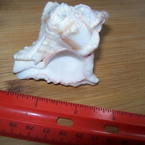 May include: A large, white seashell with tan and pink accents. The shell has a textured surface and a large opening. A red ruler is placed next to the shell, showing measurements in inches.