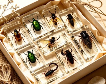 Insect in Resin Specimen Bugs Taxidermy Collection, Resin Preserved Specimen Set, Durable Resin Insect Specimen for Science, Education
