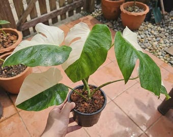 Halfmoon Variegated Monstera Albo Borsigiana | Potted Live Plant | Free Phytosanitary Certificate