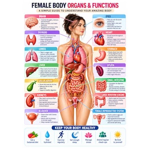 Puede incluir: Un póster educativo titulado Female Body Organs & Functions que presenta una ilustración central de un torso humano con órganos internos etiquetados, incluyendo cerebro, tiroides, pulmones, hígado, vesícula biliar, riñones, vejiga, ojos, corazón, estómago, bazo, intestinos y sistema reproductivo.