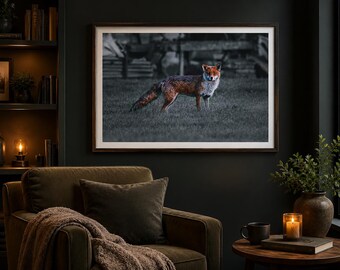 Stampa fotografica di volpe rossa: un'opera d'arte per interni in stile campagna malinconico.